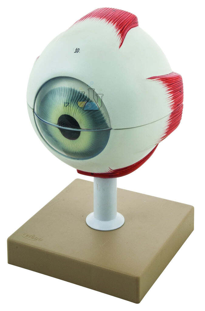 Eye five times larger, six-piece